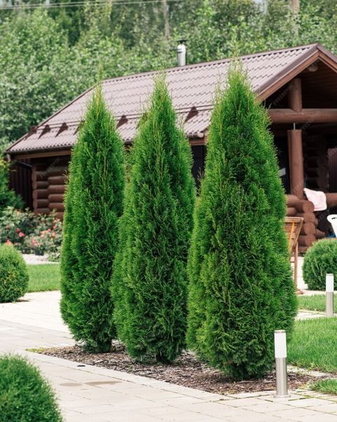Осіннє добриво для хвойних GrassNature Agrogreen 1 кг 1234 фото