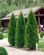 Осіннє добриво для хвойних GrassNature Agrogreen 1 кг 1234 фото 3
