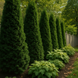 Осіннє добриво для хвойних GrassNature Agrogreen 1 кг 1234 фото 2