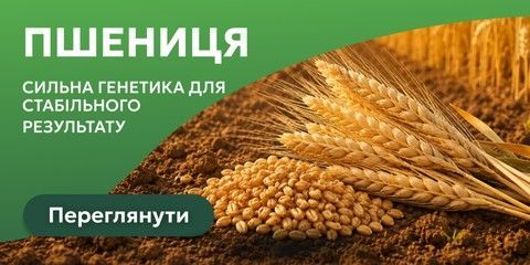 Пшеница