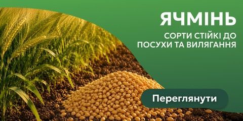 Ячмінь