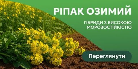 Ріпак озимий