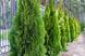 Добриво для хвойних GrassNature Agrogreen 1 кг 1234 фото 3
